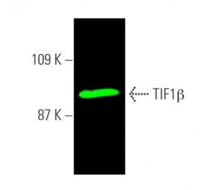 TIF1β Antibody (D-7) - Western Blotting - Image 371773