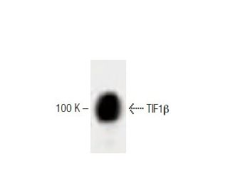 TIF1&beta; Antibody (23) - Western Blotting - Image 60473 