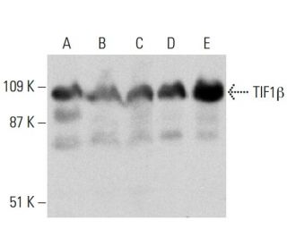 western blotting image from recommended TIF1β (D-7) monoclonal antibody replacement. Image 364830