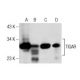 TIGAR Antibody (F-5) - Western Blotting - Image 282010 