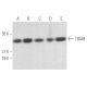 TIGAR Antibody (F-5) - Western Blotting - Image 355641 