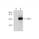 TIM-4 Antibody (G-6) - Western Blotting - Image 289970