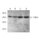 TIM-4 Antibody (G-6) - Western Blotting - Image 376936 