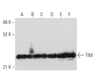western blotting image from recommended TIM (H-11) monoclonal antibody replacement. Image 358063