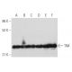 western blotting image from recommended TIM (H-11) monoclonal antibody replacement. Image 358063