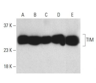 TIM Antibody (H-11) - Western Blotting - Image 398494