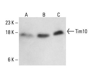 Tim10/TIMM10 Antibody (H-4) - Western Blotting - Image 411084 