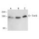 Tim10/TIMM10 Antibody (H-4) - Western Blotting - Image 411084 