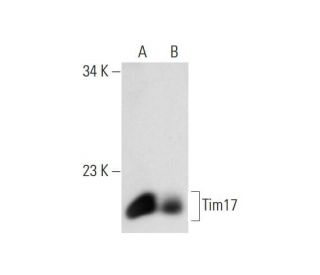 Tim17 Antibody (H-1) - Western Blotting - Image 129869 