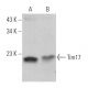 Tim17 Antibody (H-1) - Western Blotting - Image 360753