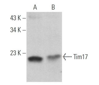 Tim17 Antibody (H-1) - Western Blotting - Image 360753 