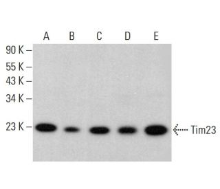western blotting image from recommended Tim23 (H-8) monoclonal antibody replacement. Image 382236