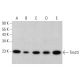 western blotting image from recommended Tim23 (H-8) monoclonal antibody replacement. Image 382236