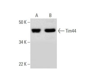 Tim44 Antibody (A-9) - Western Blotting - Image 289814 