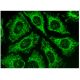 Tim50 Antibody (C-9) - Immunofluorescence - Image 298818 