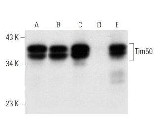 Tim50 Antibody (C-9) - Western Blotting - Image 297031 