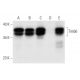 Tim50 Antibody (C-9) - Western Blotting - Image 297031 