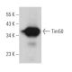 Tim50 Antibody (C-9) - Western Blotting - Image 366929