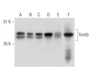 Tim50 Antibody (D-8) - Western Blotting - Image 344509