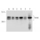 Tim50 Antibody (D-8) - Western Blotting - Image 344509