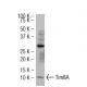 Tim8A Antibody (T-40) - Western Blotting - Image 34639