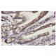 Tim9A Antibody (SA-19) - Immunohistochemistry - Image 36371 