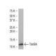 Tim9A Antibody (SA-19) - Western Blotting - Image 34642