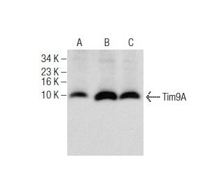 Tim9A Antibody (SA-19) - Western Blotting - Image 160810 