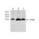 Tim9A Antibody (SA-19) - Western Blotting - Image 160810 