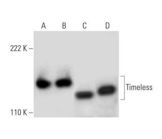 Timeless Antibody (A-3) - Western Blotting - Image 292104 