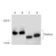Timeless Antibody (A-3) - Western Blotting - Image 292104 