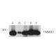 TIMMDC1 Antibody (F-1) - Western Blotting - Image 333437 