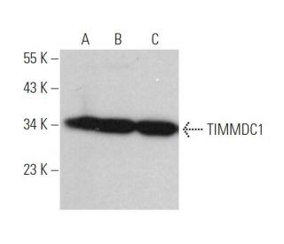 TIMMDC1 Antibody (F-1) - Western Blotting - Image 371672 