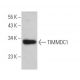 TIMMDC1 Antibody (F-1) - Western Blotting - Image 371665