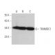 TIMMDC1 Antibody (F-1) - Western Blotting - Image 371672 