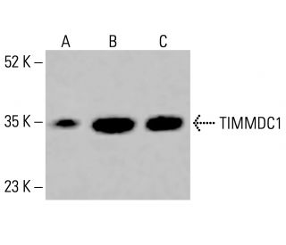 TIMMDC1 Antibody (F-1) - Western Blotting - Image 415723