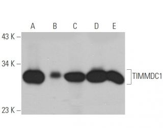 TIMMDC1 Antibody (G-10) - Western Blotting - Image 333438 