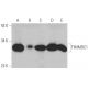 TIMMDC1 Antibody (G-10) - Western Blotting - Image 333438 