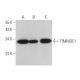 TIMMDC1 Antibody (G-10) - Western Blotting - Image 371666 