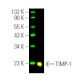 TIMP-1 Antibody (G-6) - Western Blotting - Image 391193