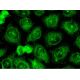 TIMP-2 Antibody (B-12) - Immunofluorescence - Image 145483 