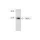 TIMP-2 Antibody (B-12) - Western Blotting - Image 143542