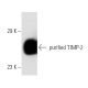 western blotting image from recommended TIMP-2 (3A4) monoclonal antibody replacement. Image 3878