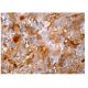 TIMP-2 Antibody (H-4) - Immunohistochemistry - Image 161051