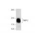 TIMP-2 Antibody (H-4) - Western Blotting - Image 134156 
