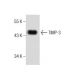 TIMP-3 Antibody (E-2) - Western Blotting - Image 160542
