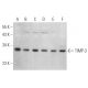 TIMP-3 Antibody (E-2) - Western Blotting - Image 375094 