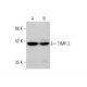 TIMP-3 Antibody (E-2) - Western Blotting - Image 377469 