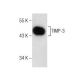 western blotting image from recommended TIMP-3 (B-2) monoclonal antibody replacement. Image 160541