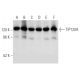 western blotting image from recommended TIP120A (G-3) monoclonal antibody replacement. Image 357355